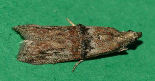 Réf. 329 982 : Nephopterix angustella